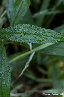 Leaf